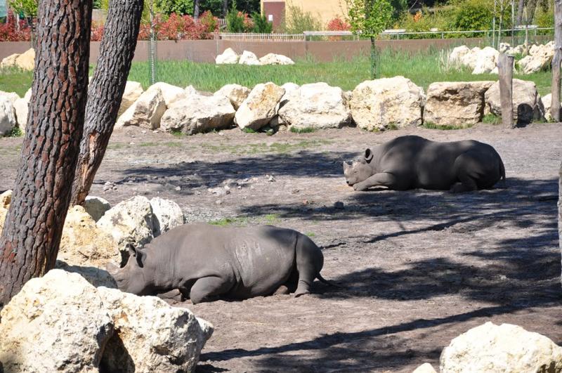 Rhinocéros noir
