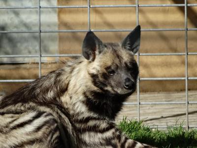 Hyène rayée - 2014