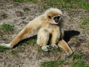 Gibbon lar