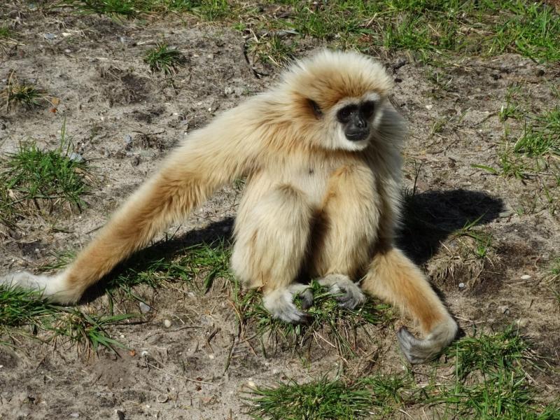 Gibbon lar