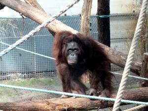 Orang-outang