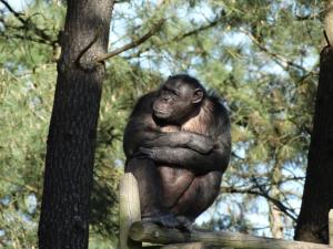 Chimpanzé