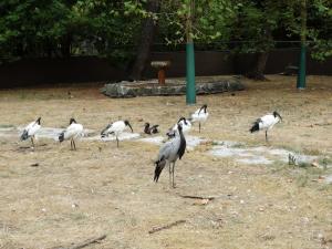 Ibis sacré - Demoiselle de Numidie