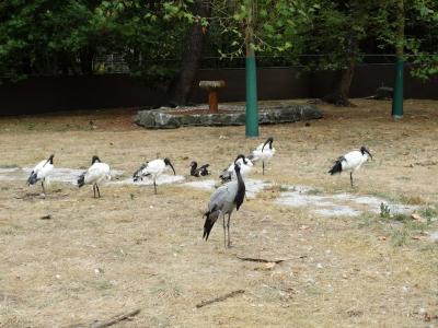 Ibis sacré - Demoiselle de Numidie - 2014