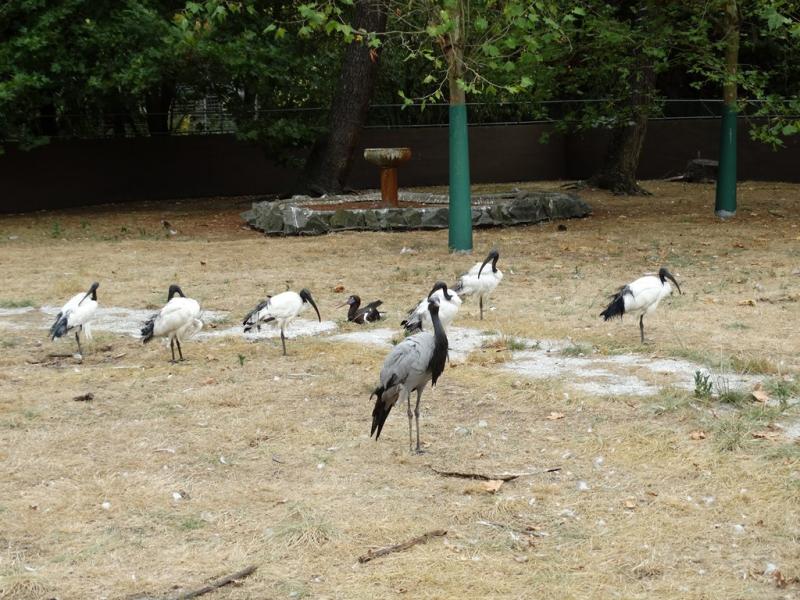 Ibis sacré - Demoiselle de Numidie