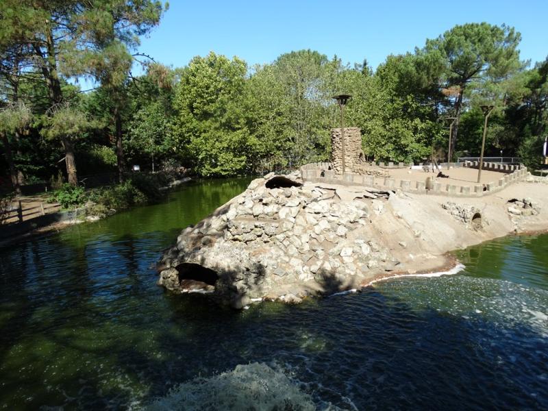 Hamadryas