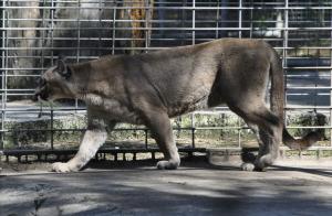 Puma