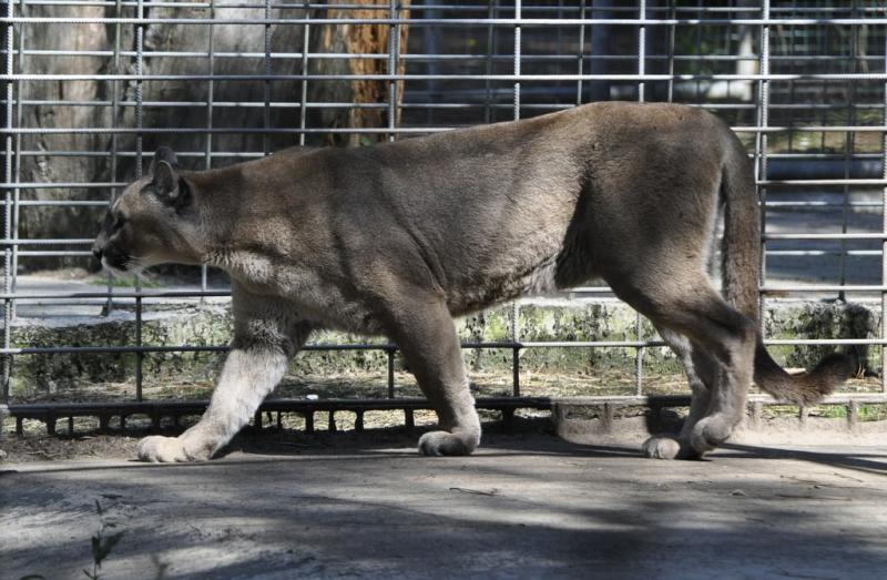 Puma