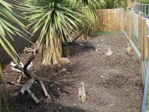 Suricate