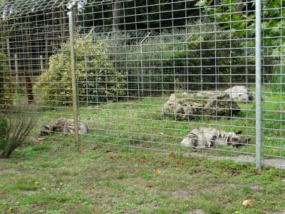 Hyène rayée - 2014