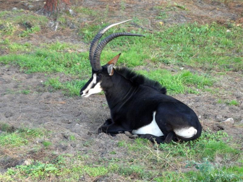 Hippotrague noir