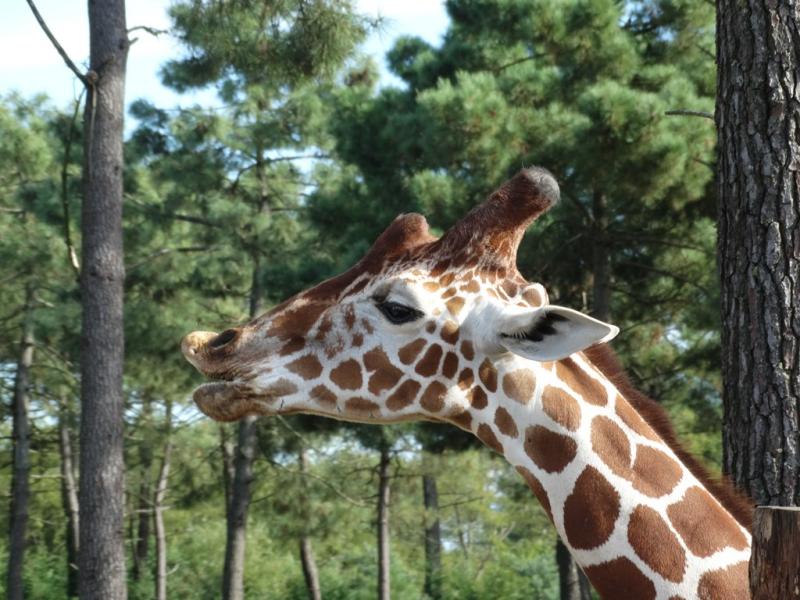 Girafe