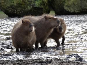 Capybara