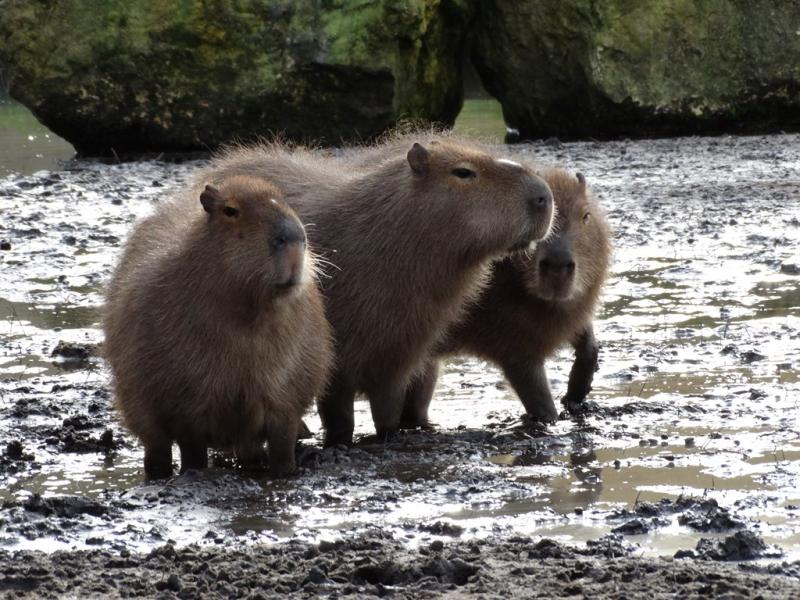 Capybara