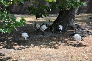 Ibis sacré