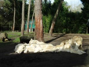 Lion blanc