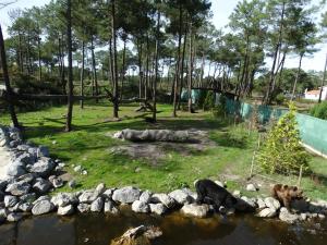 Ours noir - Ours brun