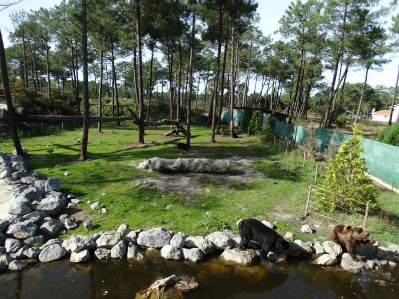 Ours noir - Ours brun