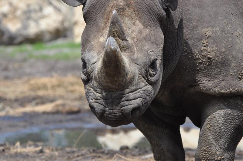 Rhinocéros noir