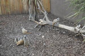 Suricate
