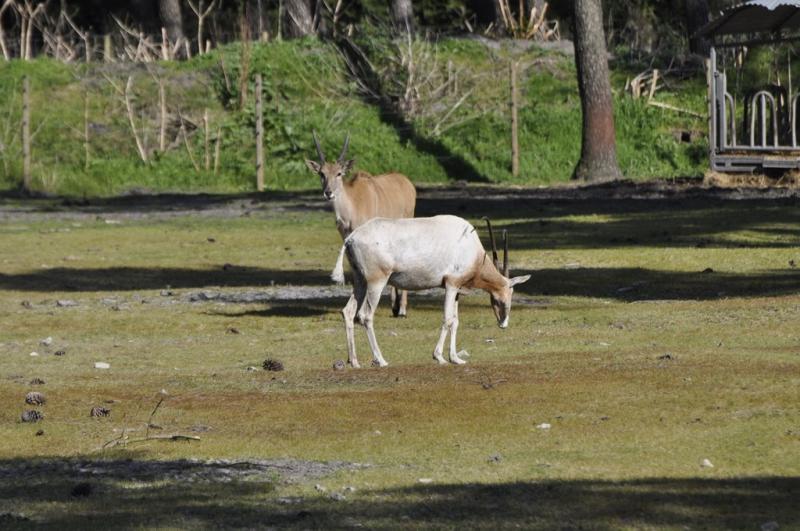 Oryx algazelle