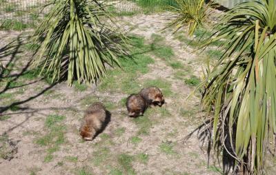 Chien viverin - 2014