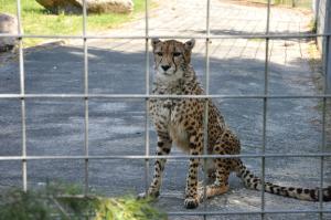 Guépard