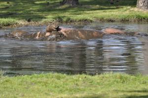 Hippopotame amphibie