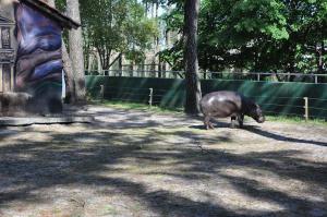 Hippopotame nain