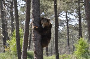 Ours brun