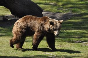 Ours brun