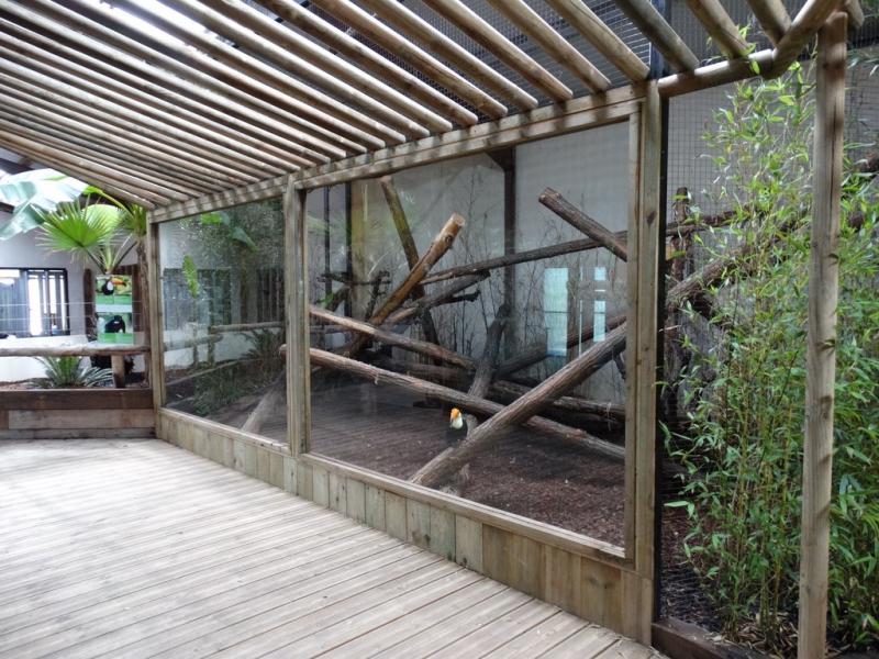 Tamarin labié - Toucan