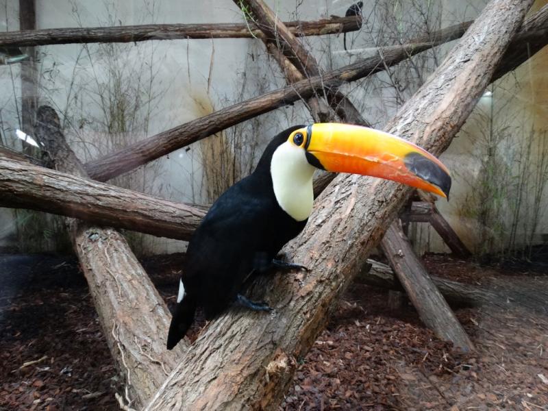 Toucan