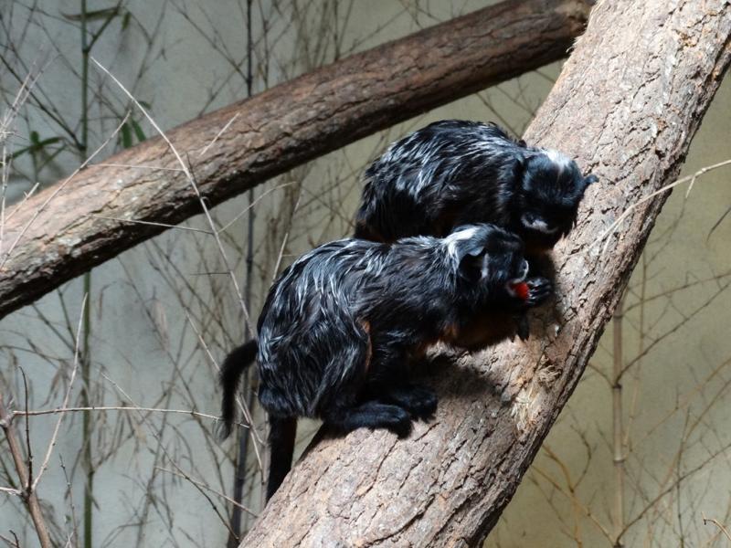 Tamarin labié - Toucan