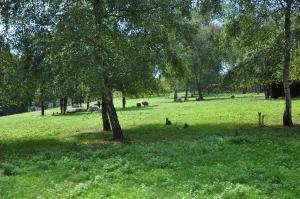 Parc kangourous et maras