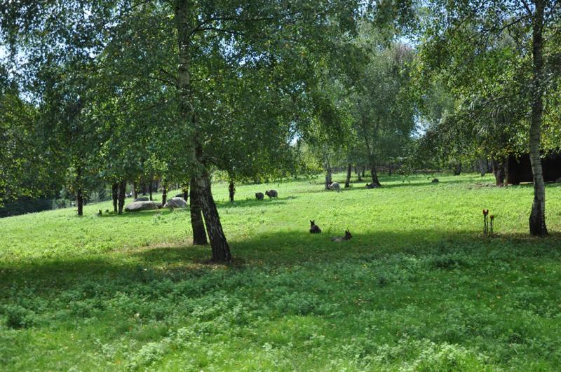Parc kangourous et maras