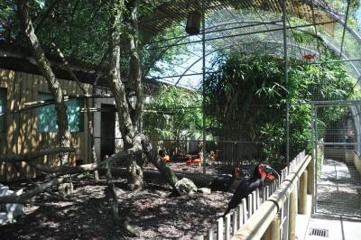 Calao de Leadbeater - 2013