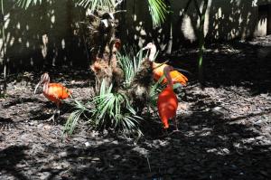 Ibis rouge
