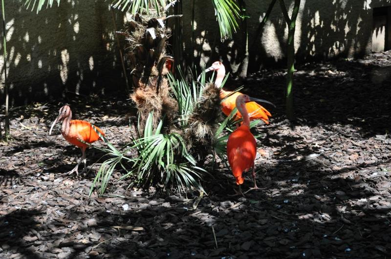 Ibis rouge