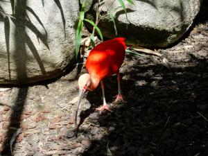 Ibis rouge