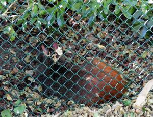Agouti