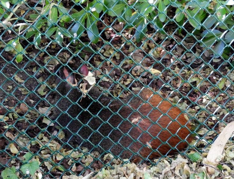 Agouti