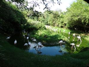 Flamant rose