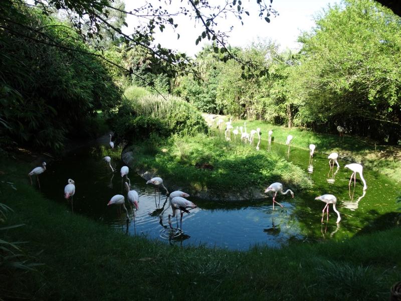 Flamant rose