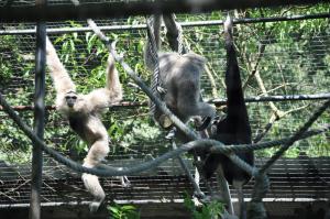 Gibbon