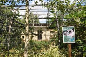 Gibbon lar