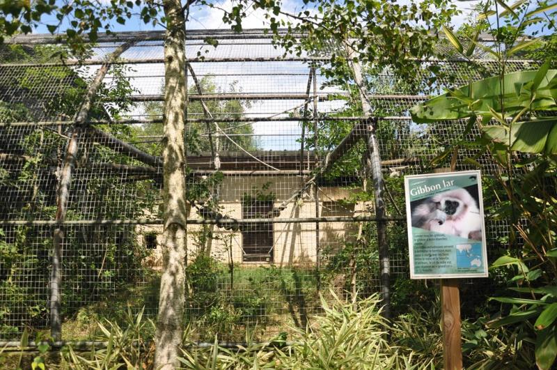 Gibbon lar