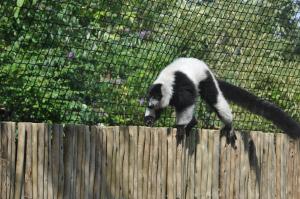 Maki vari noir et blanc
