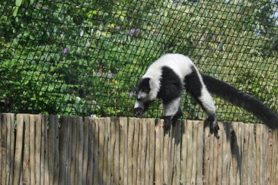 Maki vari noir et blanc - 2013