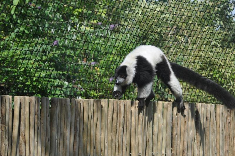 Maki vari noir et blanc